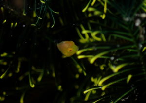 アオサハギ幼魚