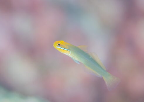 🐠✨須江ダイビングツアー in 内浦ビーチ（10/19・10/22）レポート！✨🐠